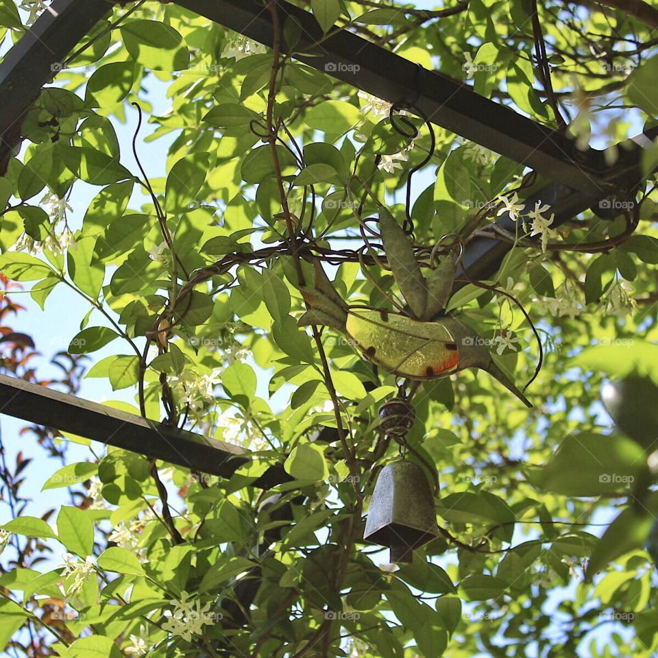 Hummingbird in the Honeysuckle 