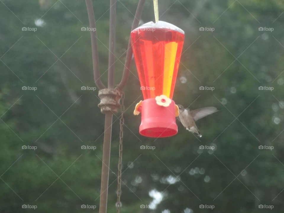 Hanging, No Person, Outdoors, Lantern, Lamp