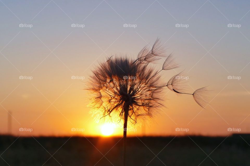Amazing sunset with lonely flower