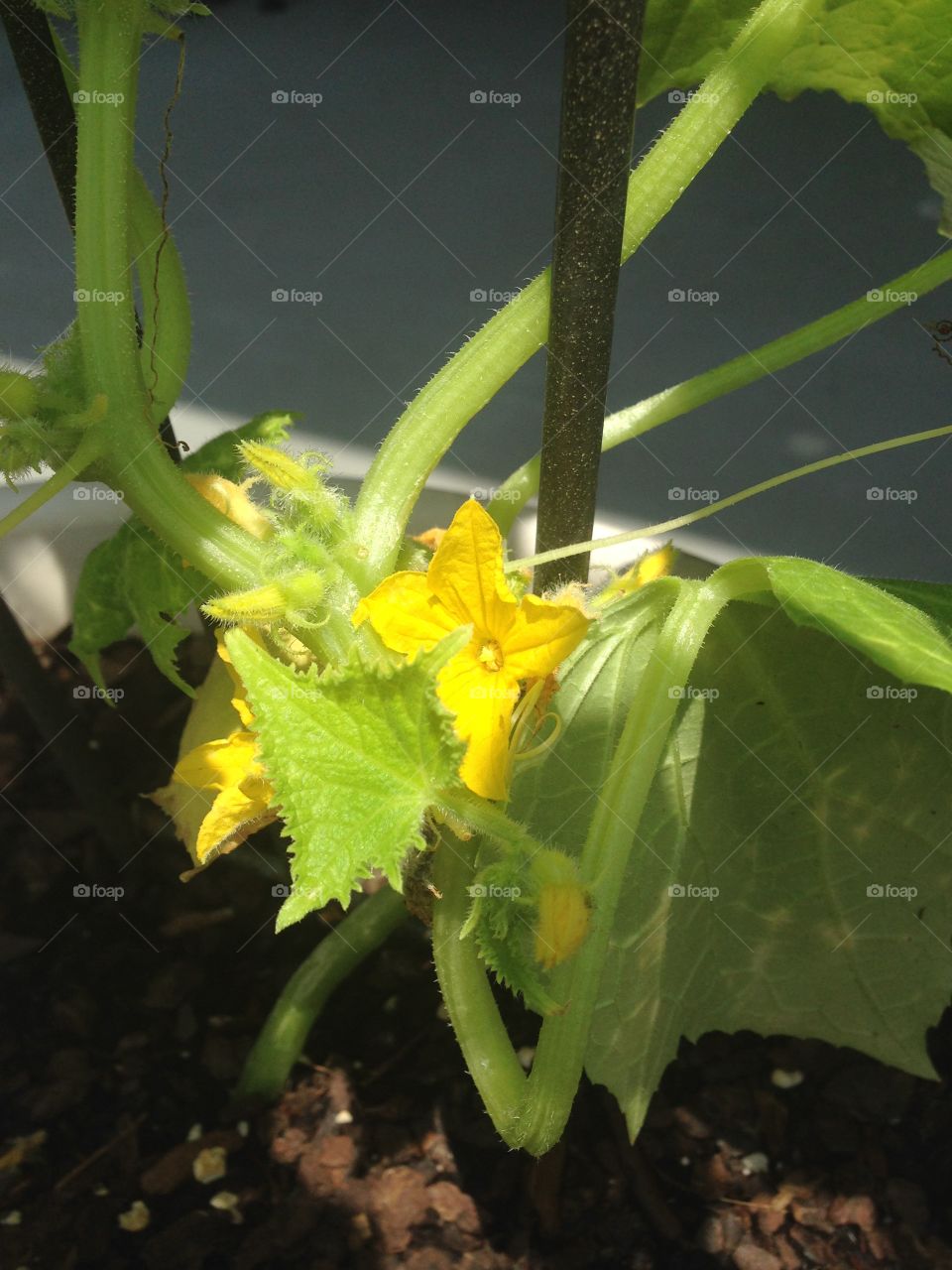 Cucumber plant. Young cucumber plant