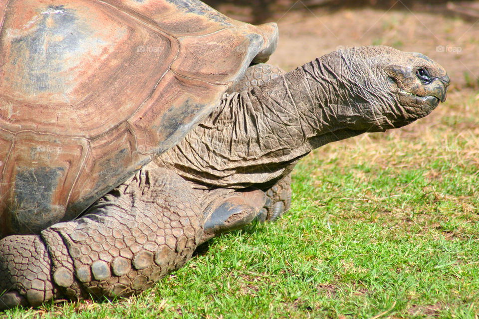 animal old wild reptile by kshapley