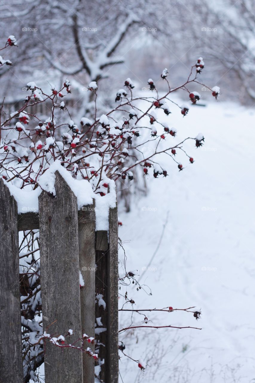 Winter fairy tale 