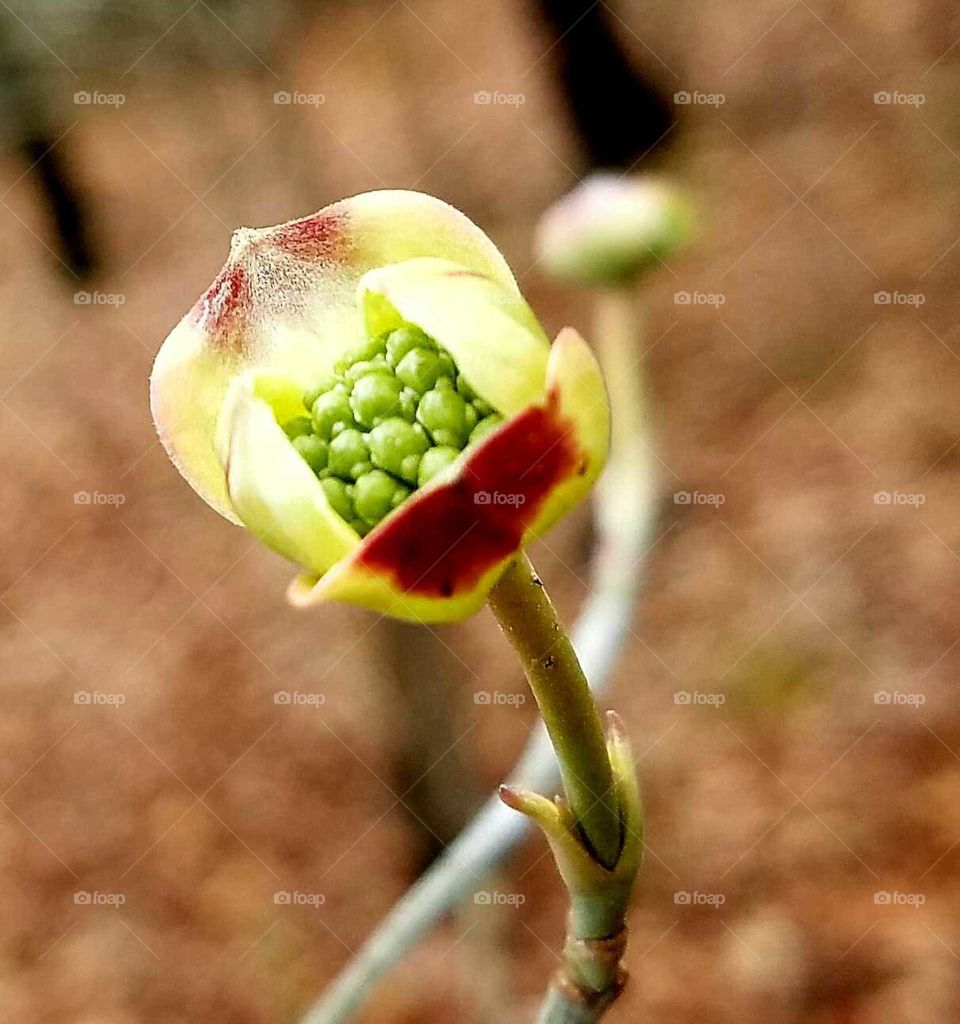 dogwood bud opening for spring.