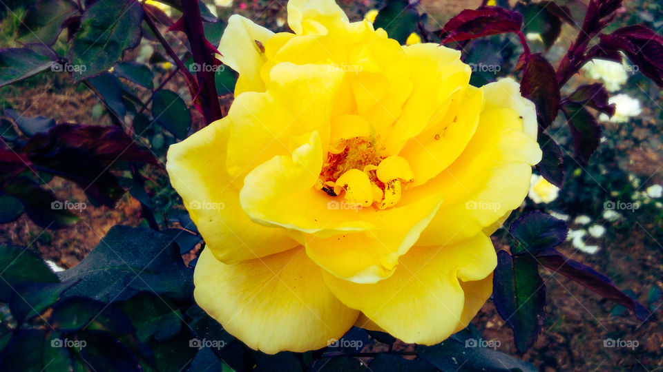 Yellow rose with beautiful natural background