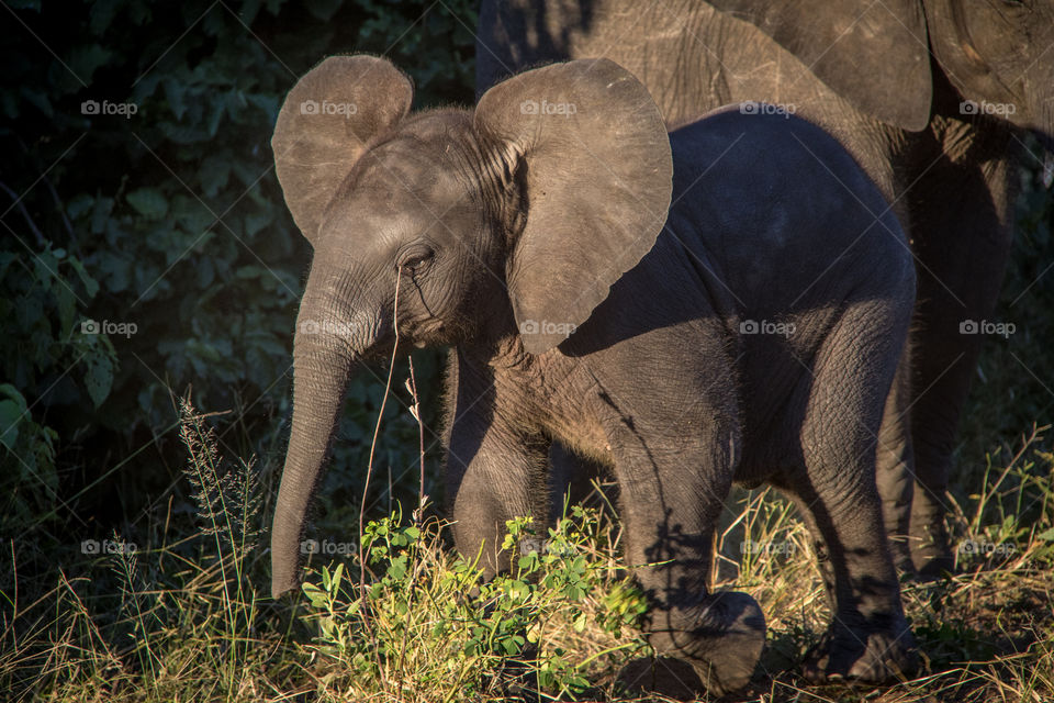 Elephants 