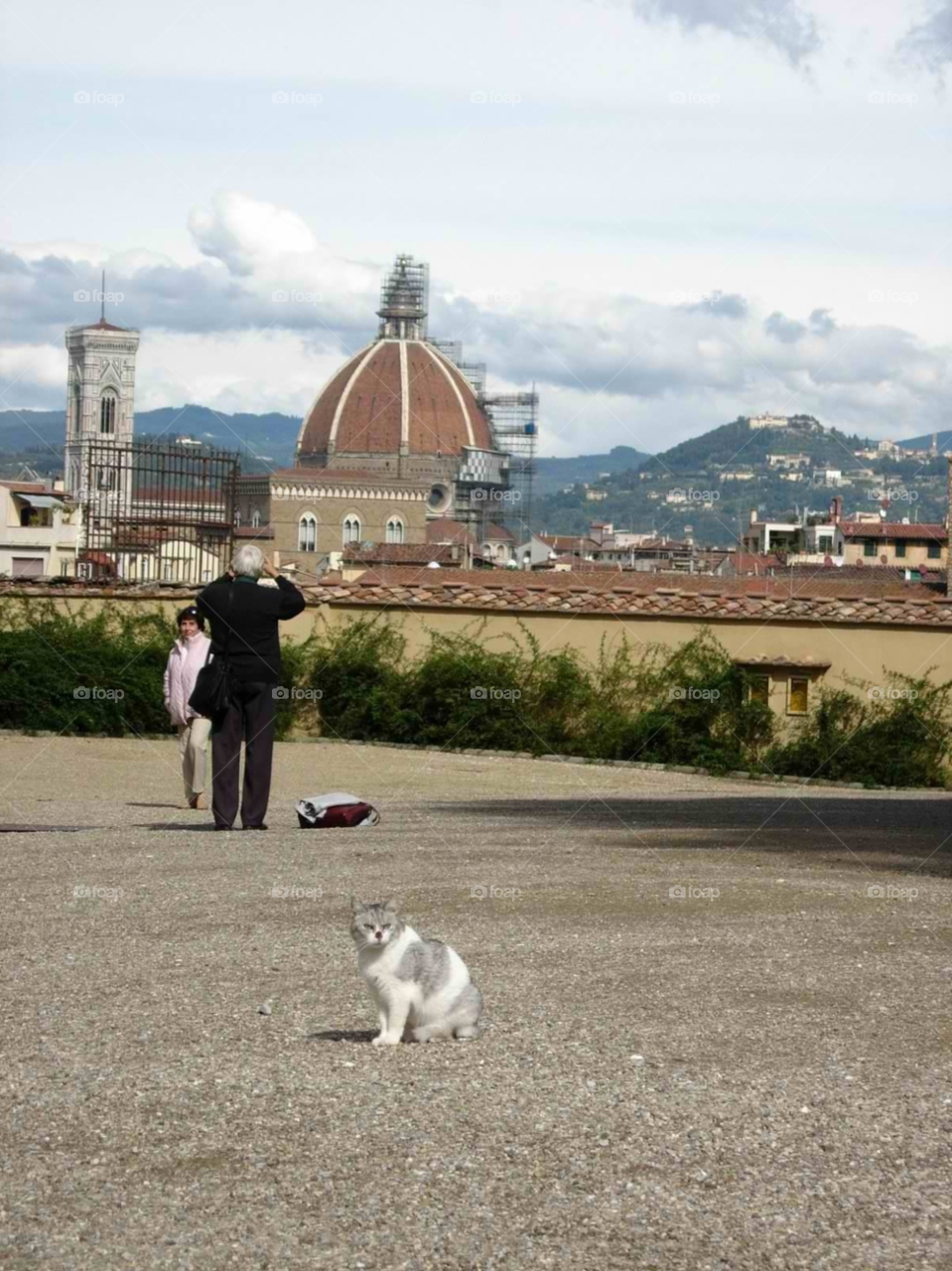 italy cat florence duomo by micheled312