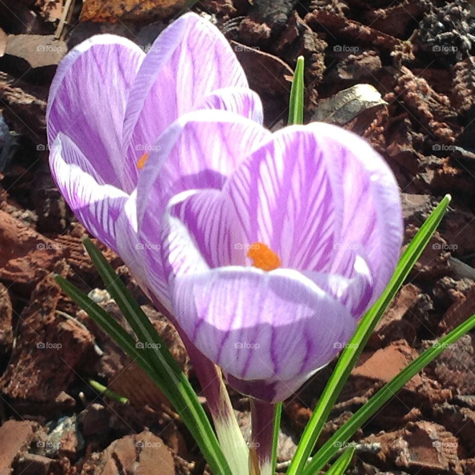 Beautiful purple flowers blooming for the start of Spring.