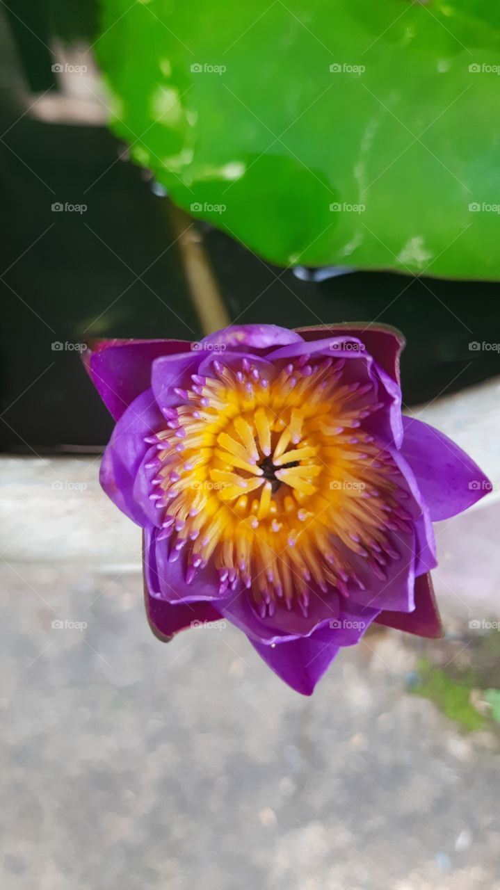purple colour water Lily flower in my garden
