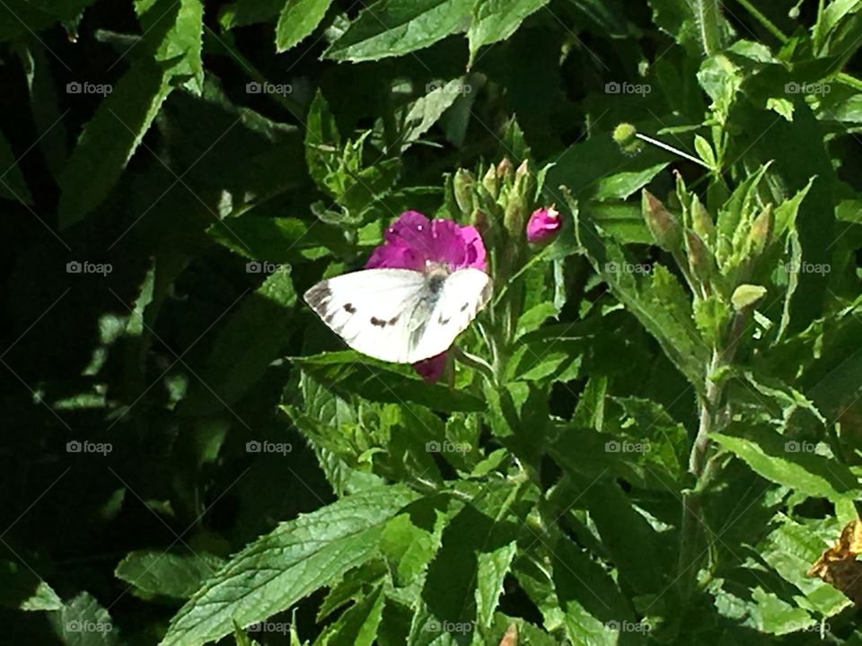 White butterfly in Germany