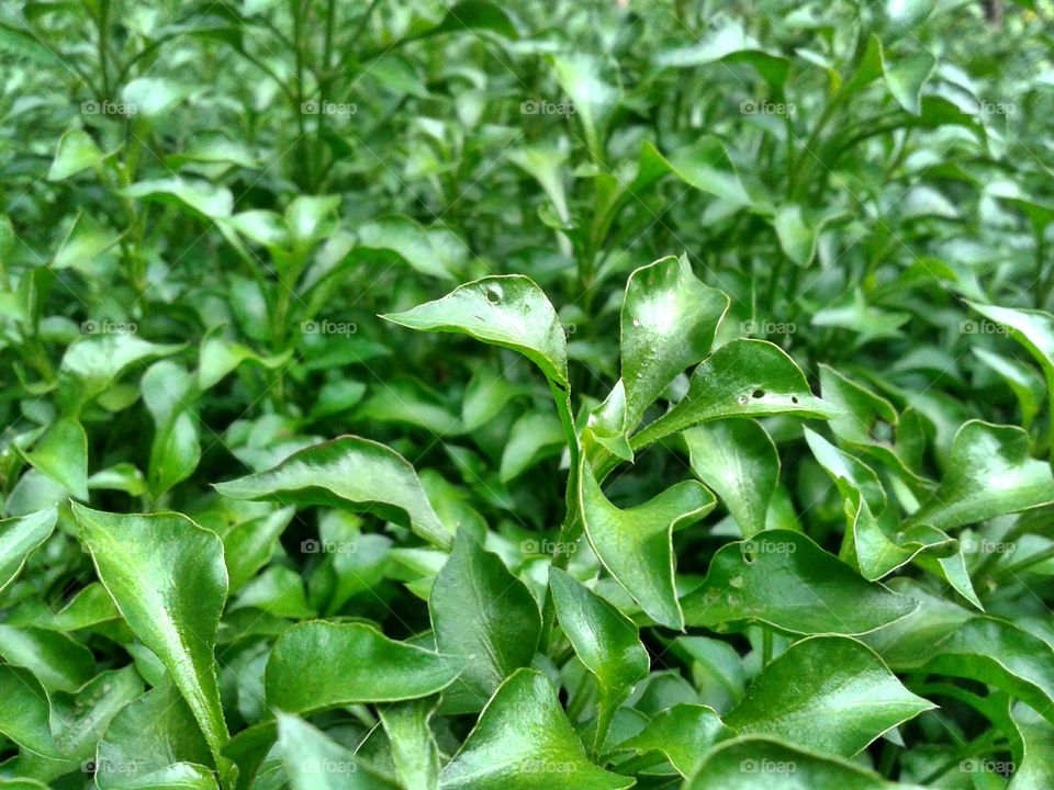 Green leaves. A click from my near of home