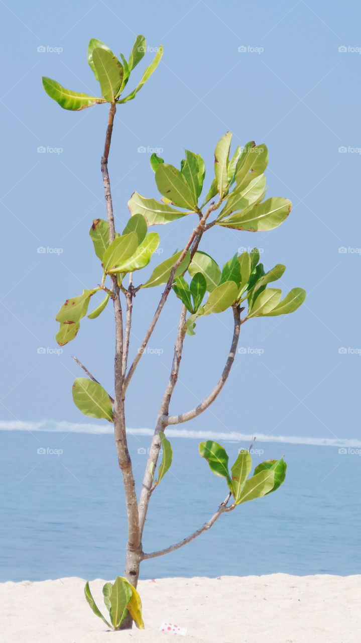 Pianta cresciuta sulla spiaggia di Bali
