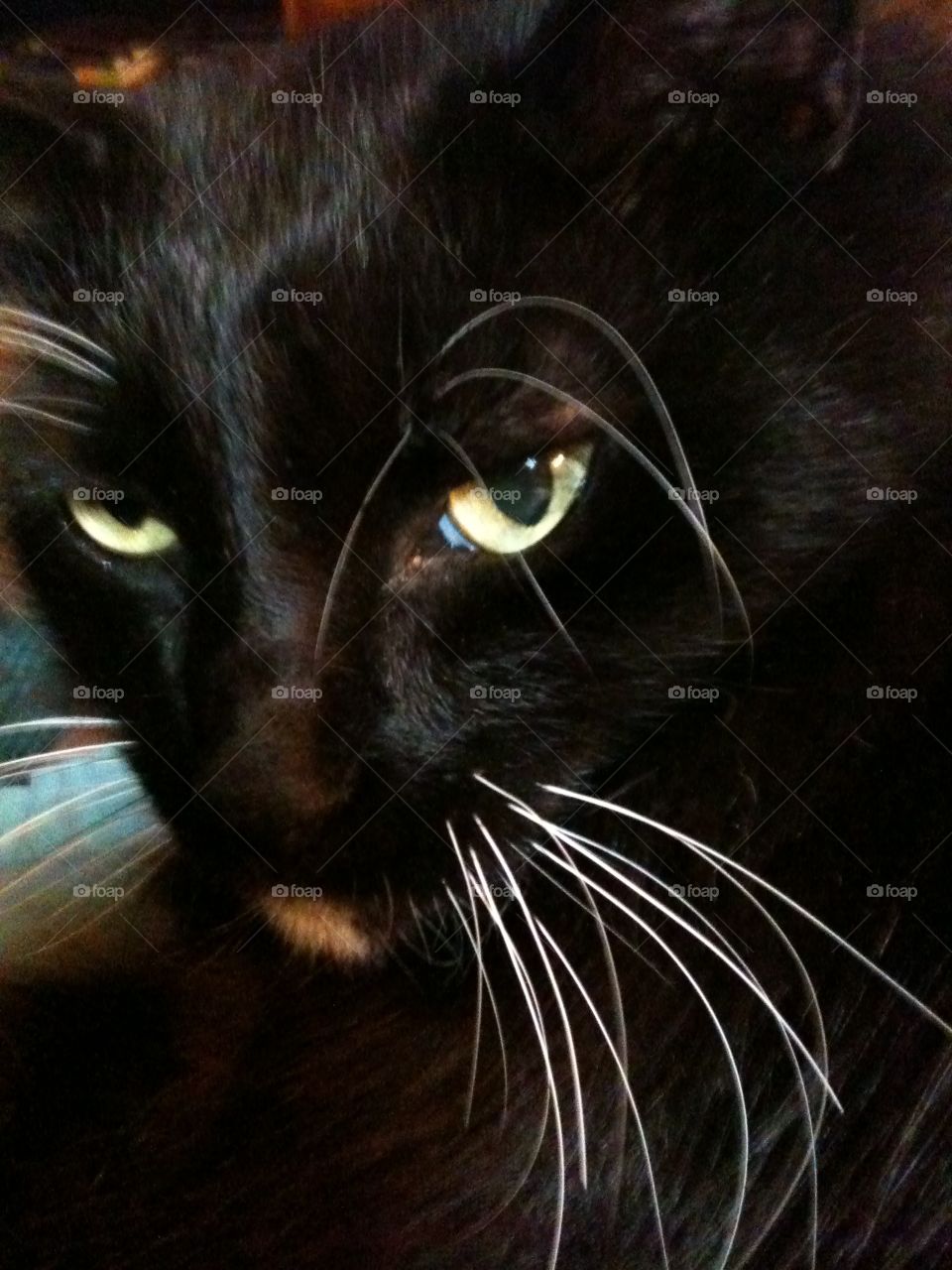 Elvis in his later years....