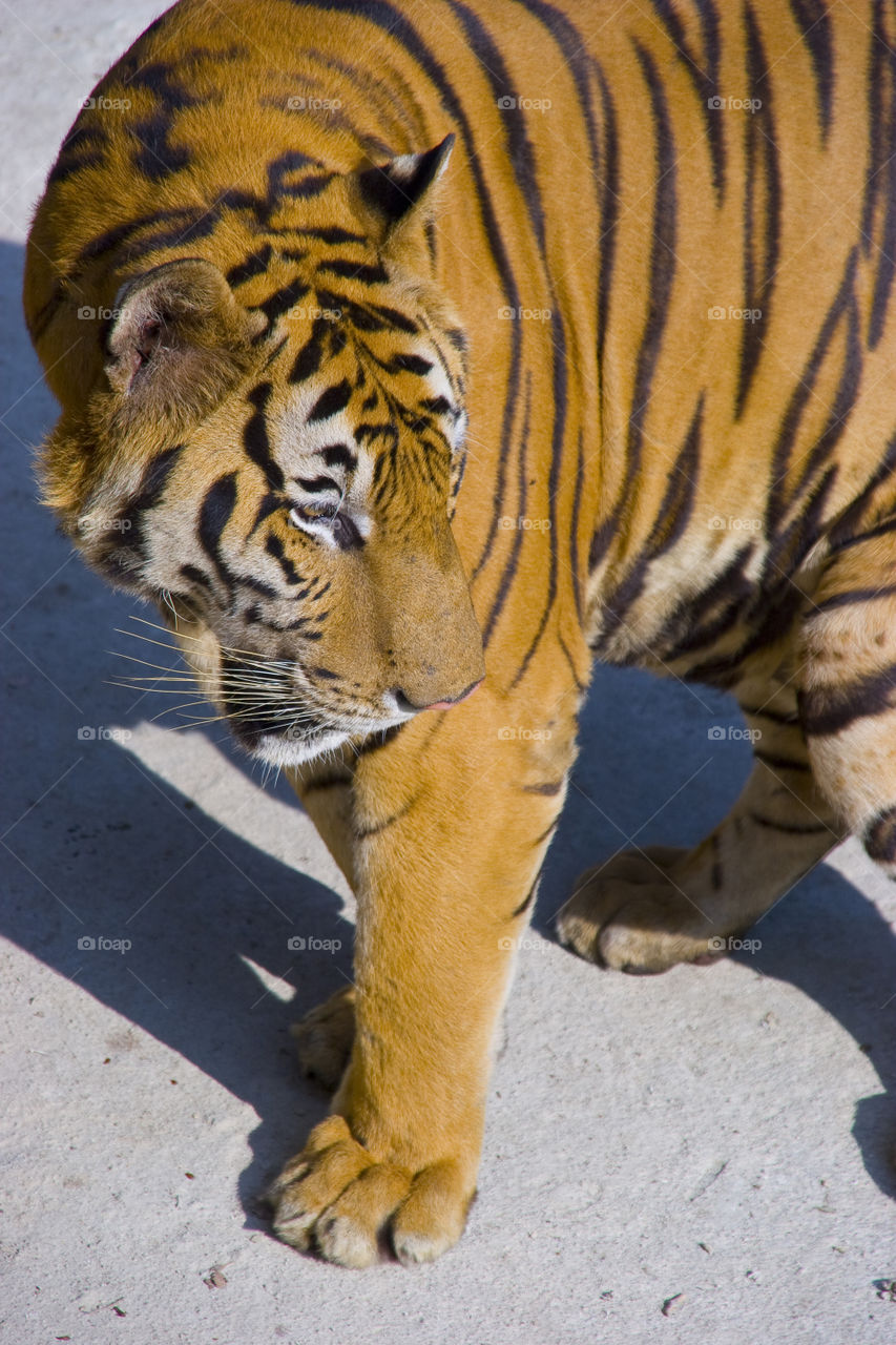 THE BENGAL TIGER IN PATTAYA THAILAND