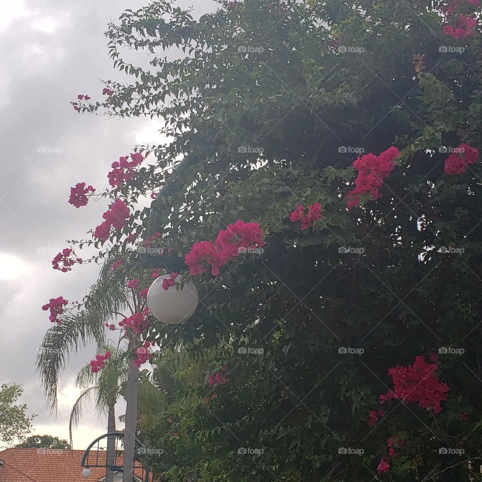 plant's and flower in my way