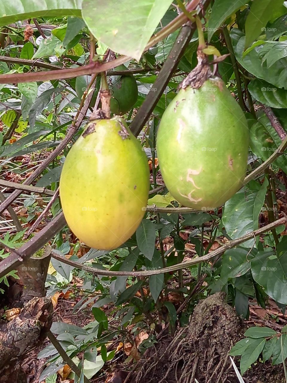 passion fruit crops