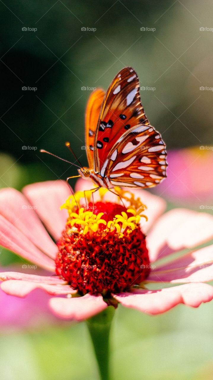 A Cute Butterfly 🦋🦋🦋