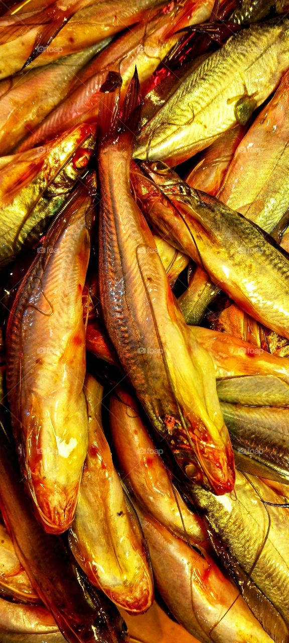 Tista Batasio Fish (Tengra Fish)