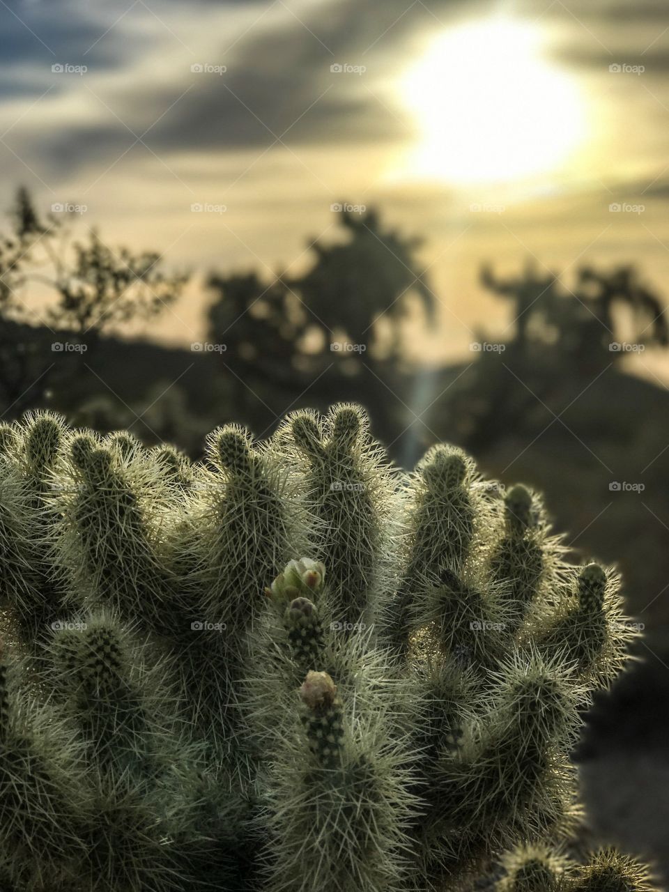 Nature - Desert Landscape 