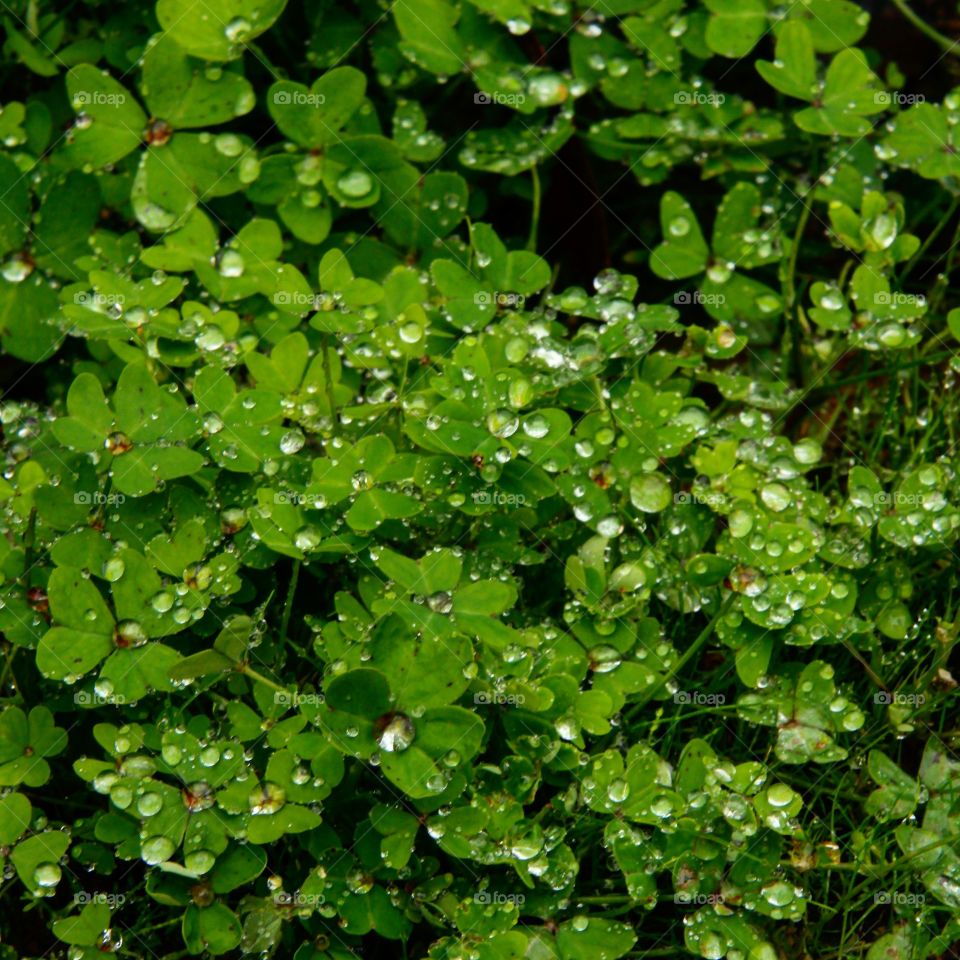 Morning dew collecting among an abundant group of green clovers.   