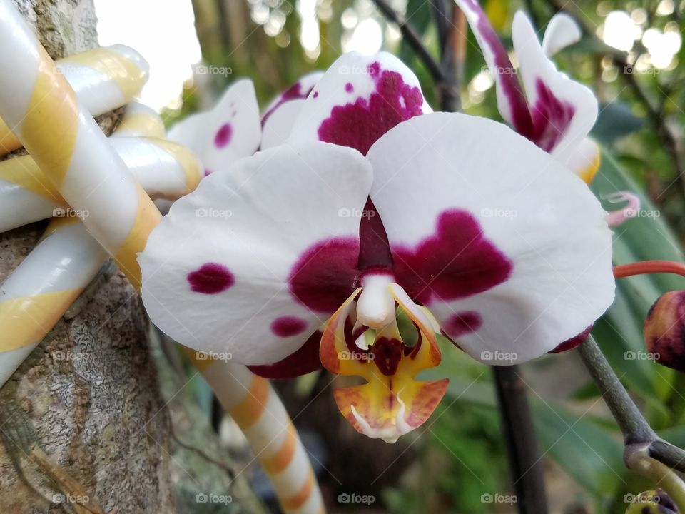 Orchids in Dad's garden 1