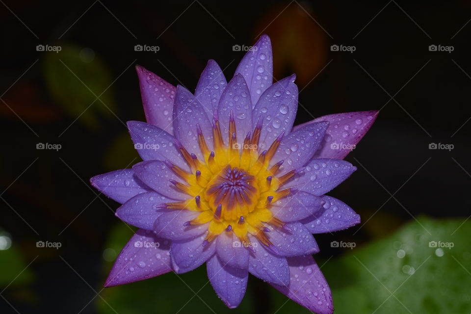 Close up photography of a lotus flower 