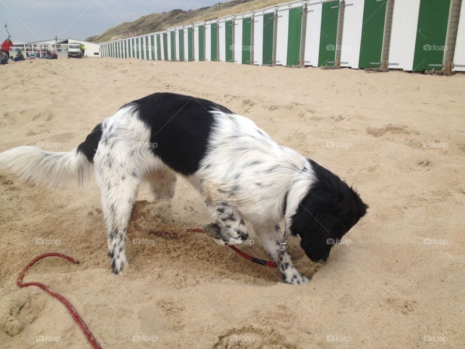 Friese stabij dog. Puppy at the beach.
