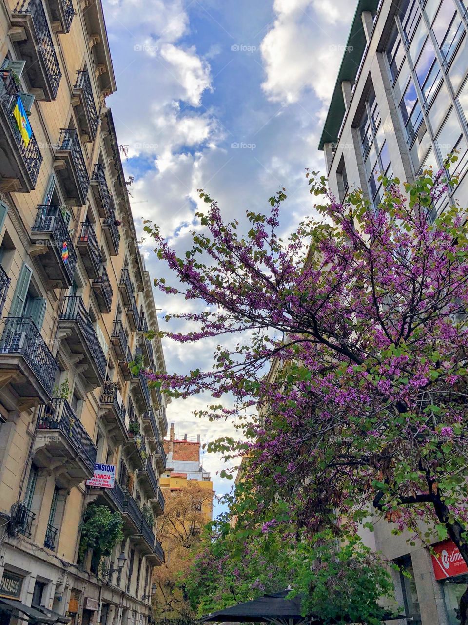 Beautiful spring cityscape with narrow street and old style architecture buildings and blooming Judas tree under bright blue sky with white clouds 