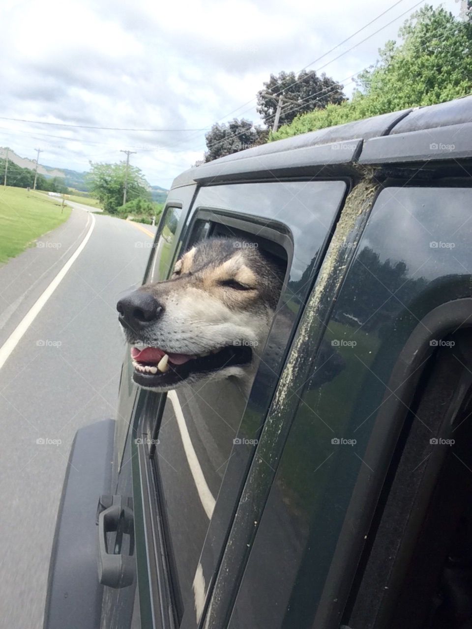 Wolf dog enjoying the ride