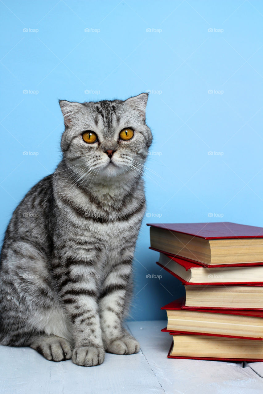 Gray cat sitting with books