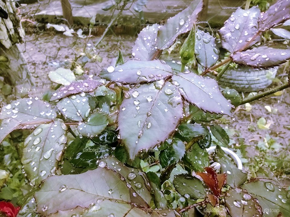 rose leaves with raindrops