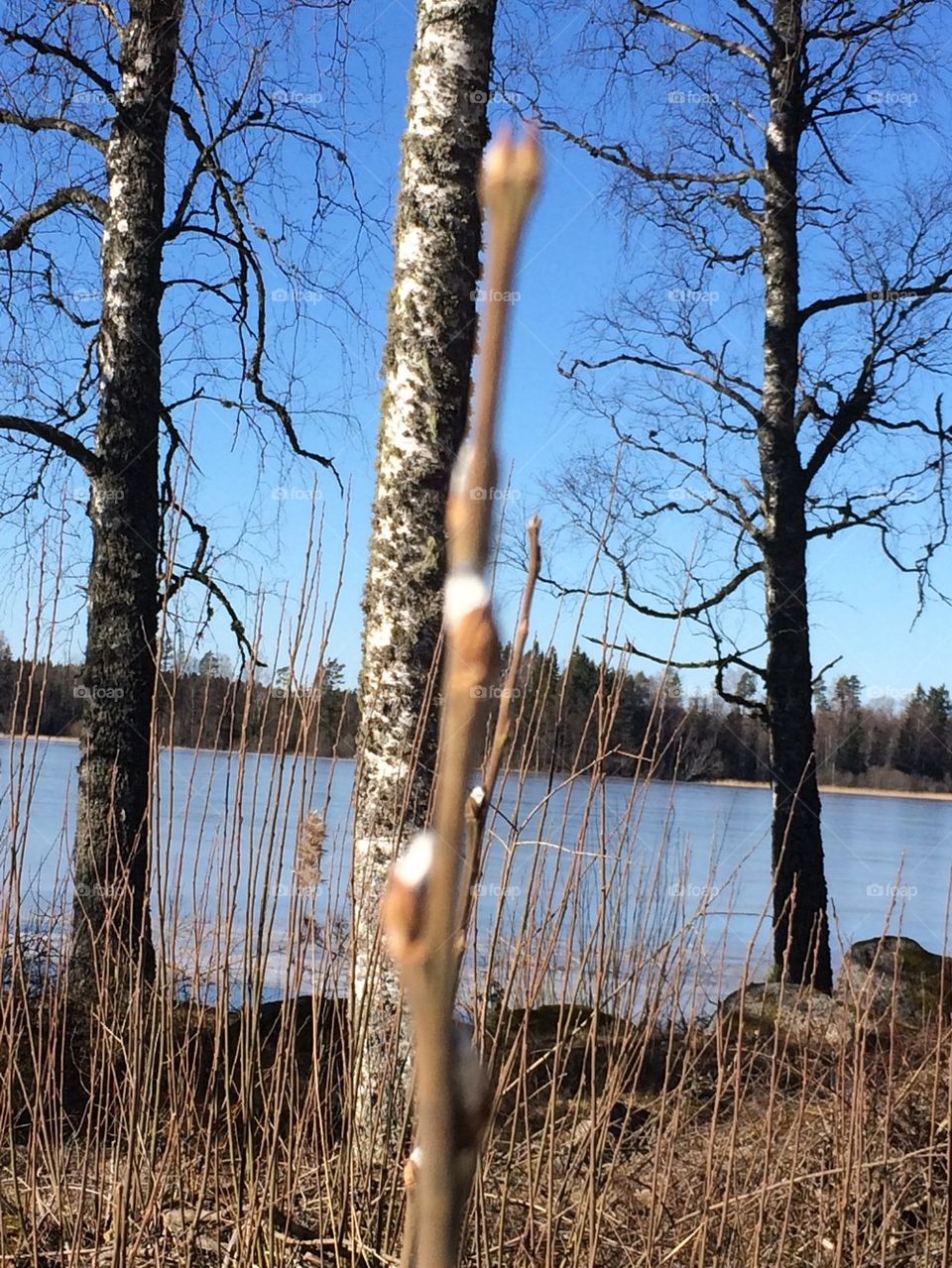 The Spring in Sweden