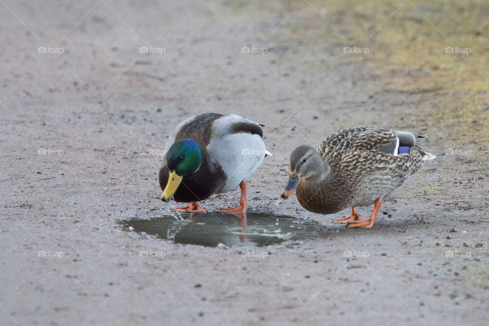 Mallard ducks drinking from water puddle  - and ankor vattenpöl
