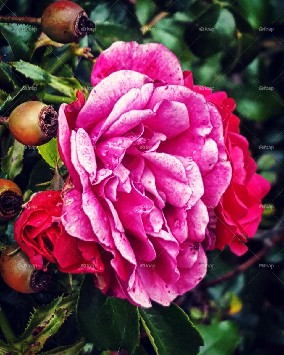 up close of a pink peany flower