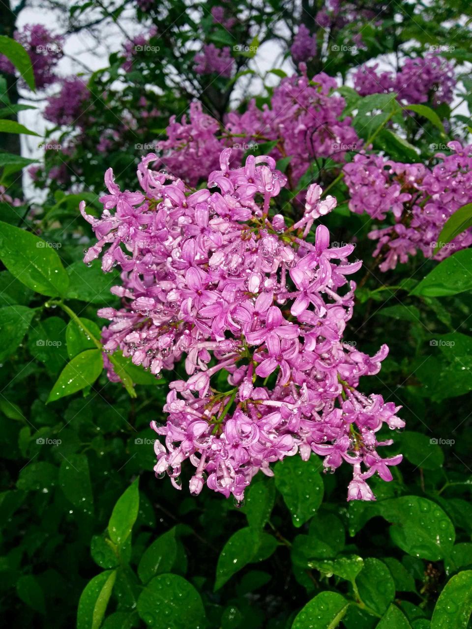 drizzle flowers