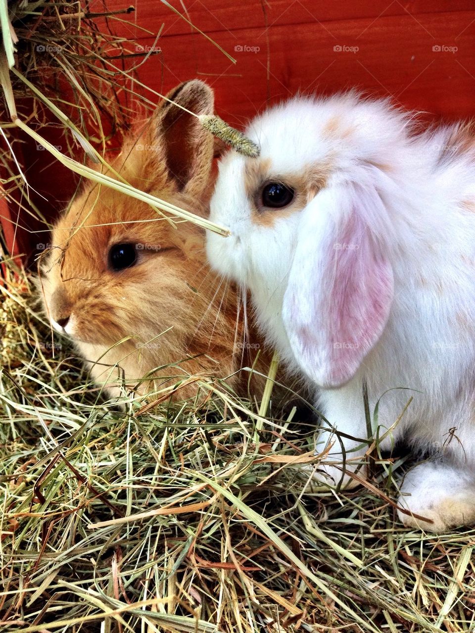 So cute bunnies!