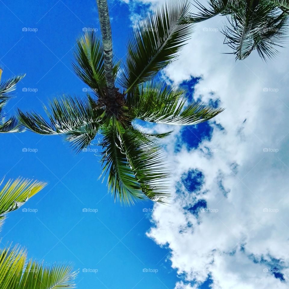 Beautiful sky with clouds and palm-tree