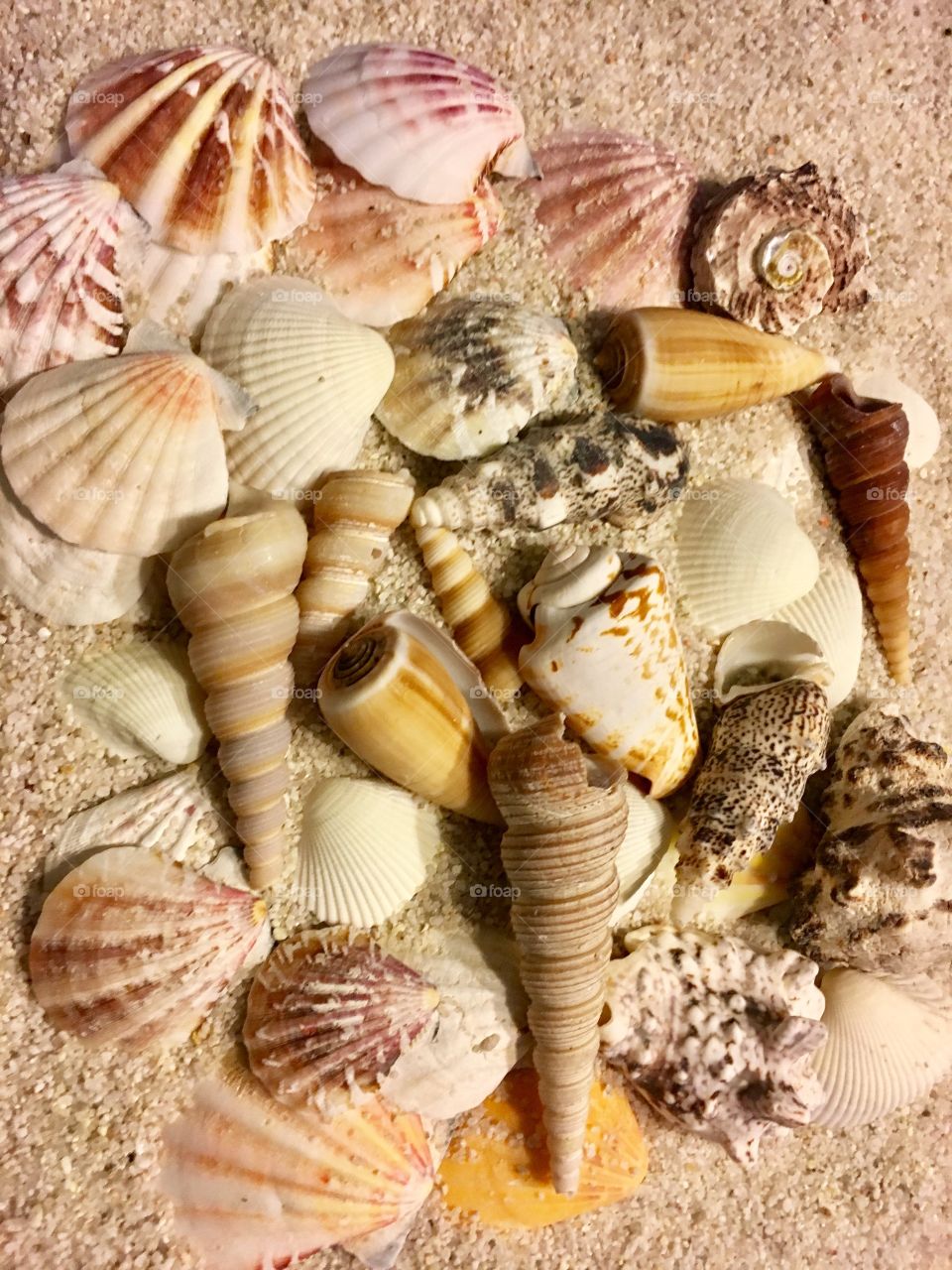 High angle view of seashells