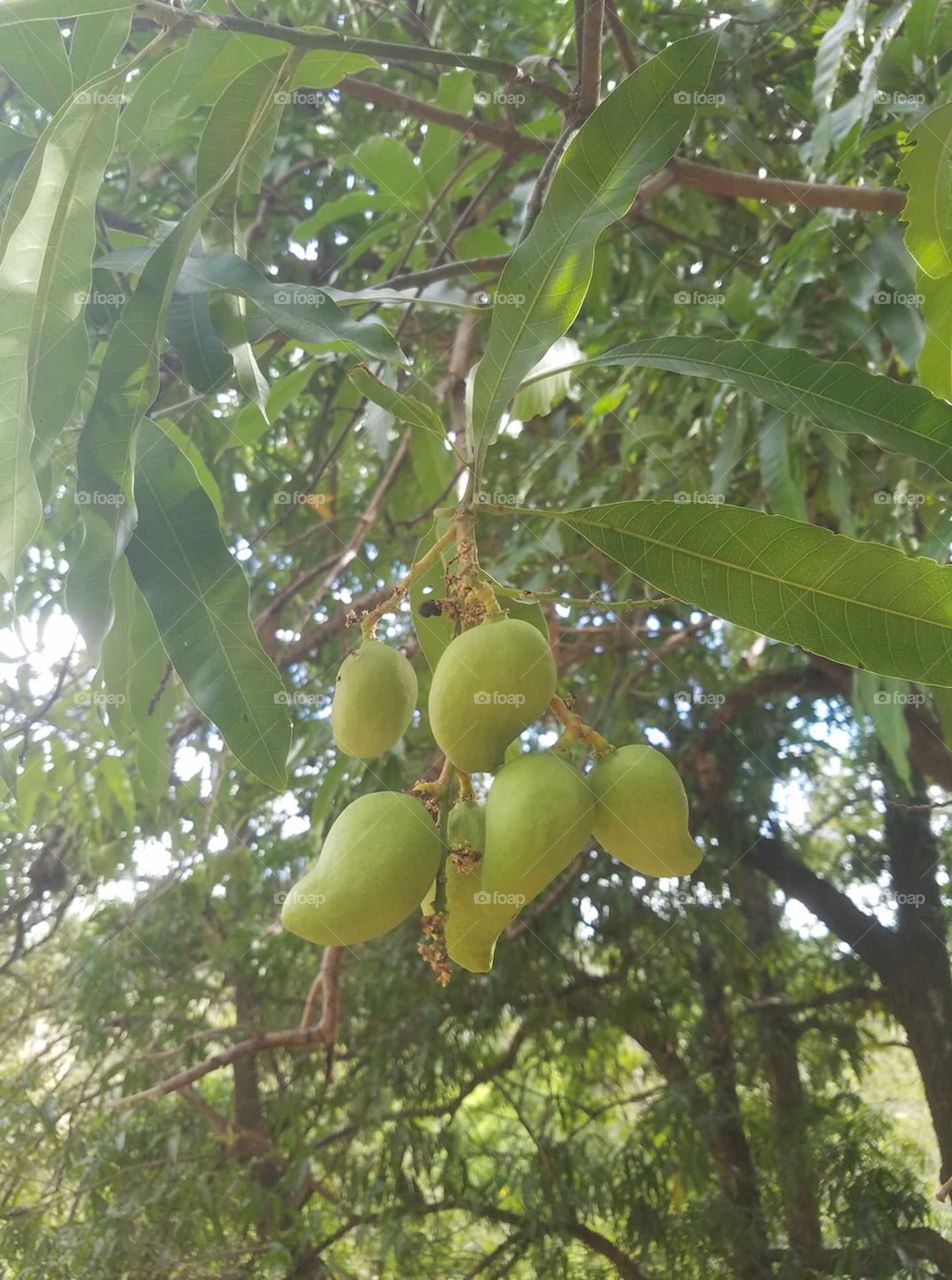 mangos