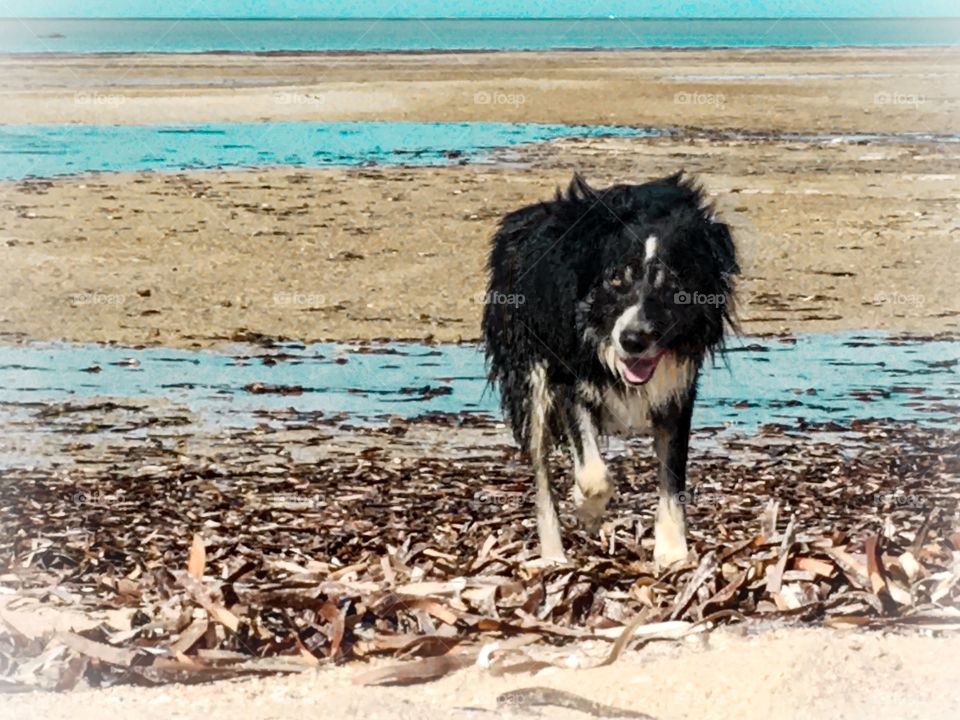 Australian border collie sheepdog returning from water on beach at low tide