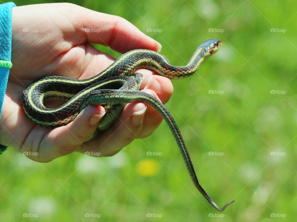 Gartner snake