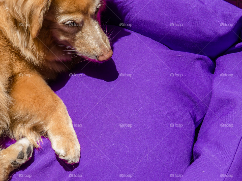 Purple dog