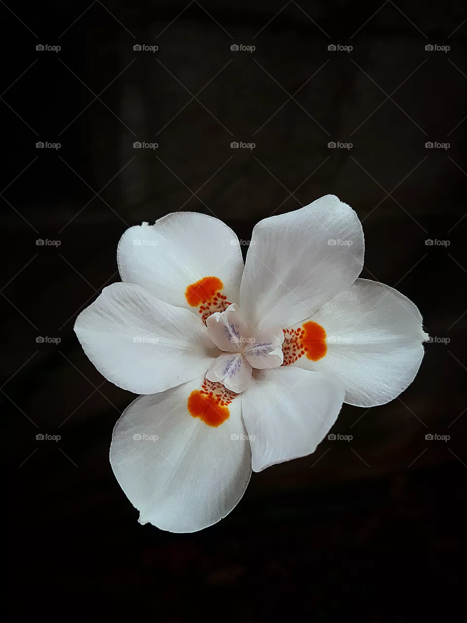 Flor