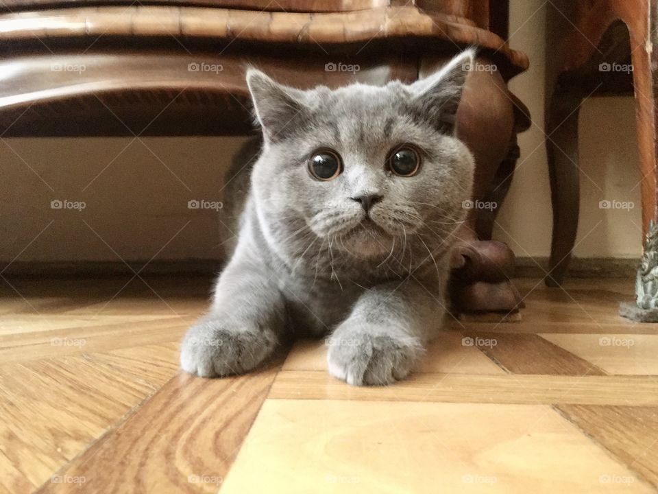Funny surprised kitty. 