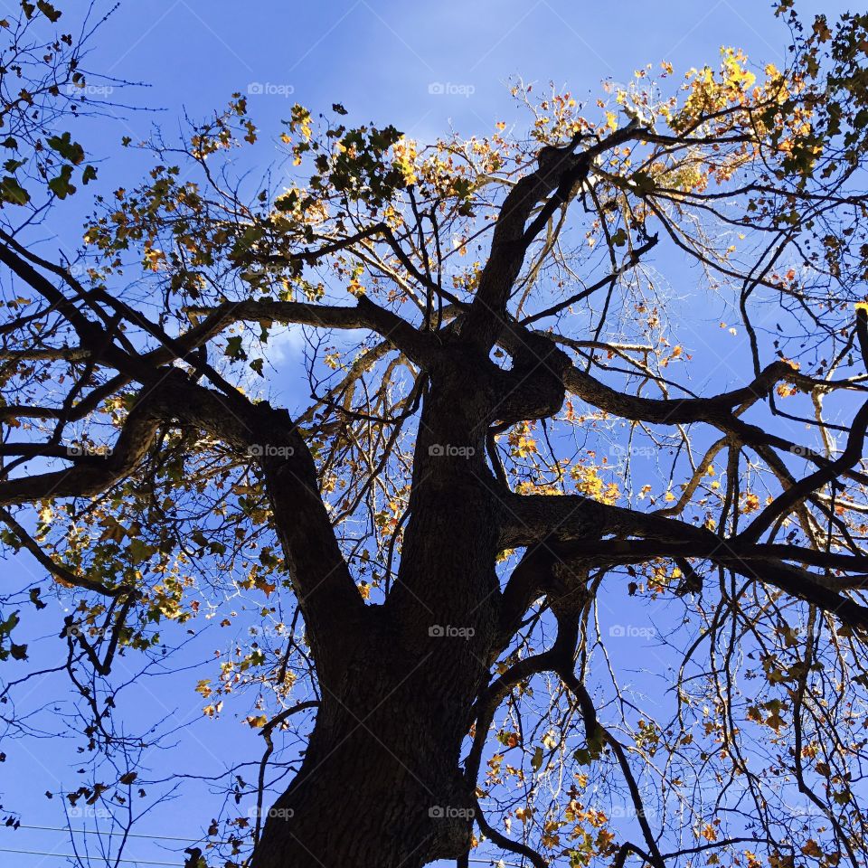 Why does this look like a jackelope to me?