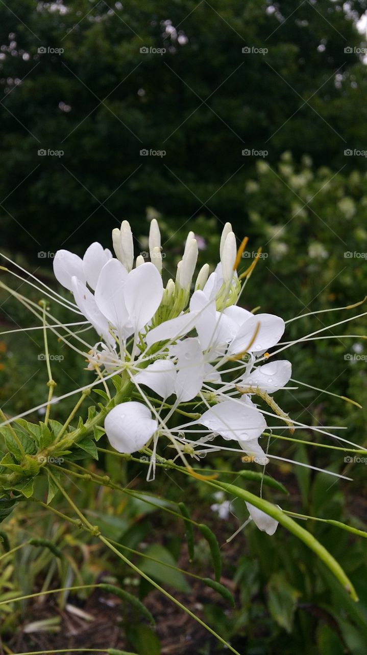 white flowers. withe wet flowers