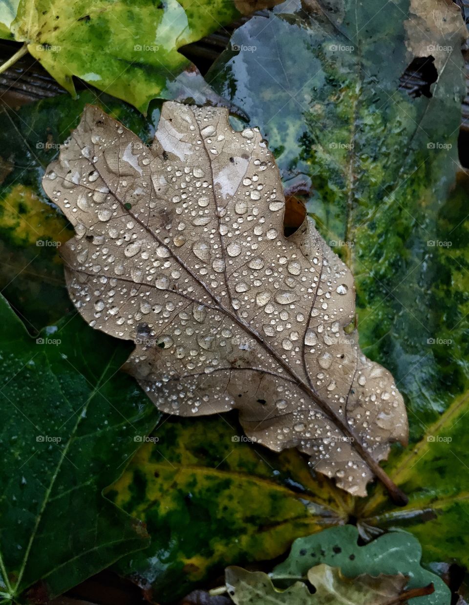 Water drops on dry leaf