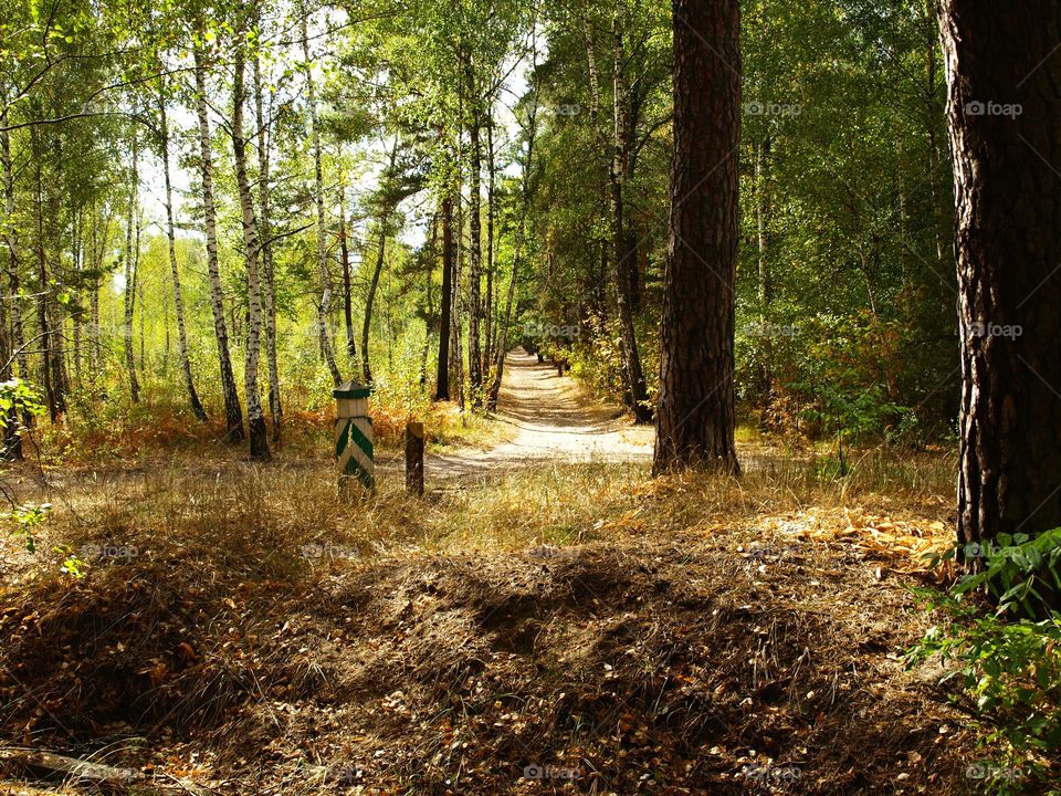 Road in the forest, intersection development trees