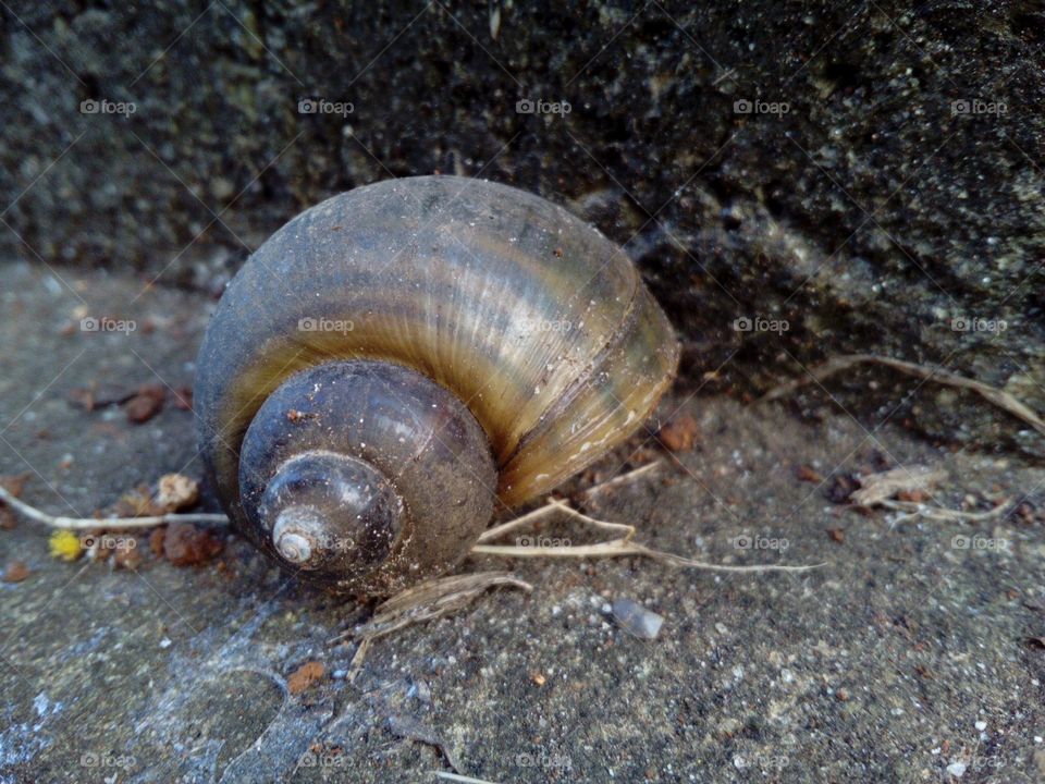 Snail Shell