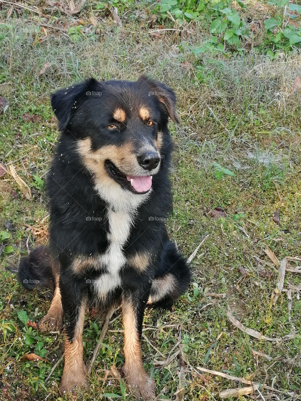 Black Dog sitting in Park and feeling relaxed.