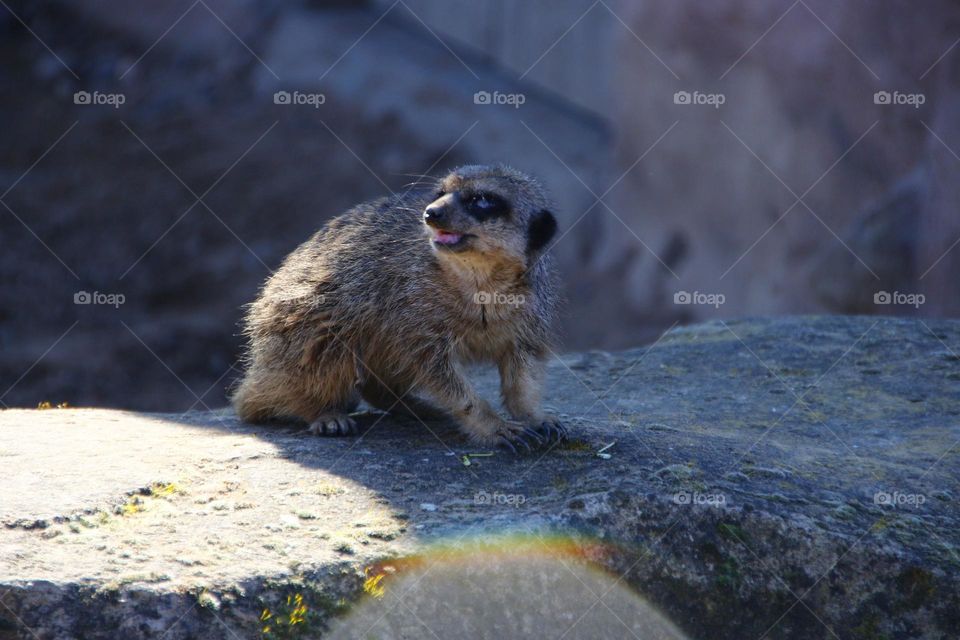A Meerkat 